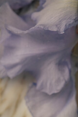 defocused petals of lilac purple bearded iris flower