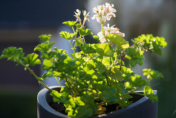 Geraniums in a pot on a background of green grass.
