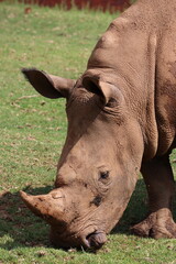 Big Five Safari Experience: Close-up of Portrait White Rhinoceros in South Africa, White Rhino Stock Photo