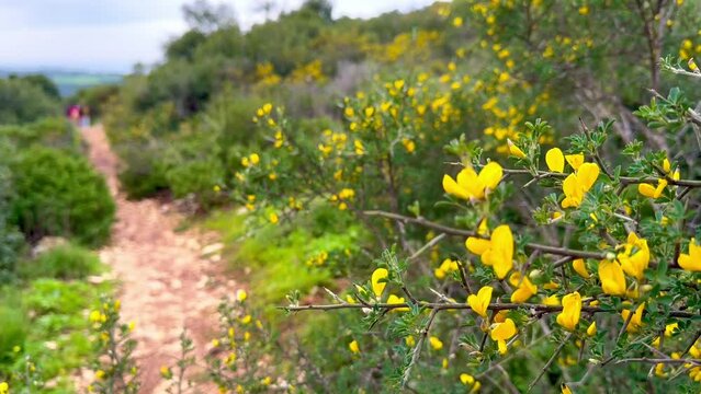 Flowering Spartium junceum on Mount Carmel. The wind sways the branches. The path stretches into the distance, with people walking along it in a blur.