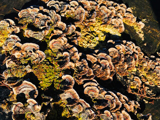 top down stump fungus pattern