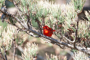 Summer Tanager in the Shade of a Pine