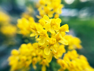 small yellow flowers on a shrub close-up