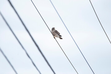 Elusive Broad Wing Hawk perched on a wire