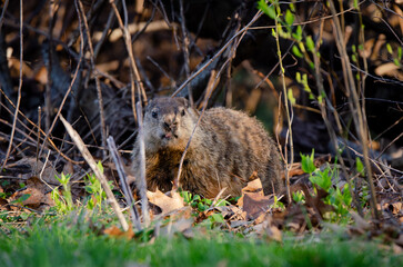 Groundhog in forrest