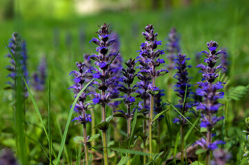In the wild bloom Ajuga reptans
