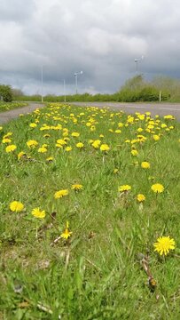 vertical video of a roadside green grass verge of yellow dandelion flowers blowing in the breeze next to a busy country road