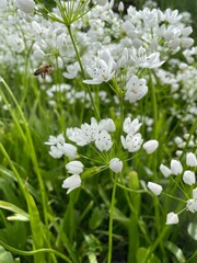 lily of the valley