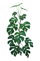 Mini Monstera or Philodendron Ginny (Rhaphidophora Tetrasperma) a tropical vine climbing plant, popular indoor foliage houseplant © Chansom Pantip