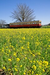 菜の花畑とレトロ列車　小湊鉄道　上総久保駅