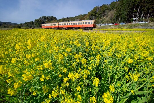 小湊鉄道」の写真素材 | 1,203件の無料イラスト画像 | Adobe Stock