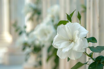 White Flowers Closeup on Blurred Columns Background, Macro Rose, Early Morning in Greece