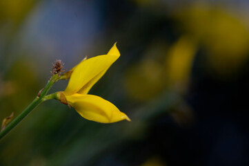 Spanish Broom flower 