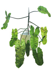 Philodendron Paraiso Verde a rare plant with beautiful variegated leaves, popular houseplant growing in flower pot indoors potted plant