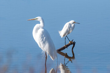 Great Egret (Left) Snowy Egret (Right) at the marsh