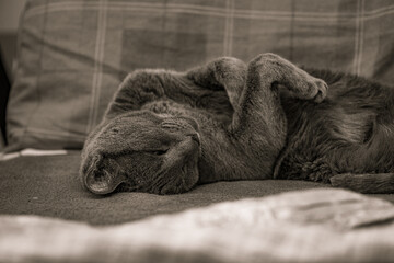 Black and white photo of a Russian Blue cat lying on a bed