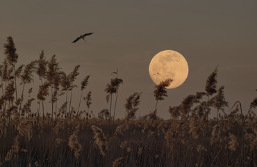 Stork flies in front of a full moon over a field of pampas grass, a serene scene capturing the...