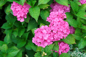 Pink hydrangea flowers with green leaves in the garden.