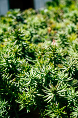 Beautiful lush green succulent garden