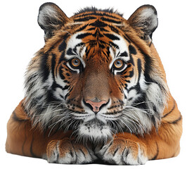 Fototapeta premium tiger isolated