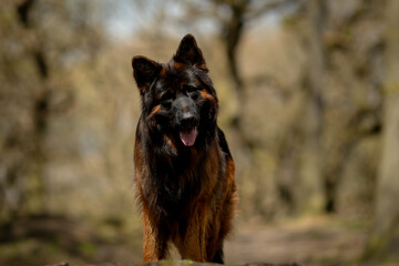 Dog German Shepherd 