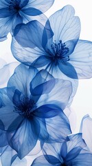Elegant blue translucent flowers with detailed veins