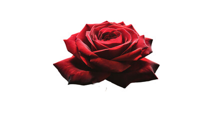 A captivating close-up of a single red rose, isolated transparent background