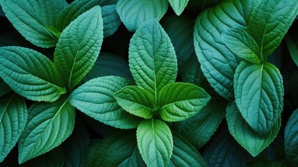 a image Pastel green mint leaves of freshness and vitality