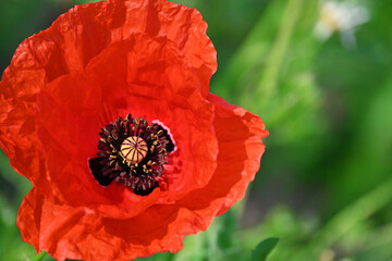 A beautiful red poppy blooms in a meadow. Wonderful nature background in a summer landscape.