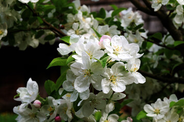 Blooming apple tree in the spring garden
