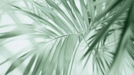 Tropical green palm leaves on a light back.  Abstract summer template.