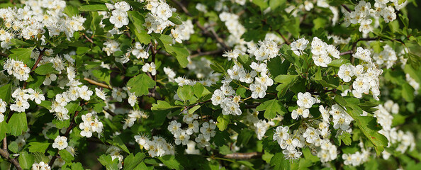 White Crataegus flowers close up in sunlight