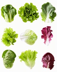 Variety of Fresh Lettuce Leaves Isolated on White
