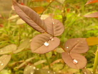 the most beautiful rose leaves with raindrops