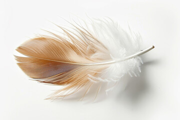 A feather with a brown and white pattern