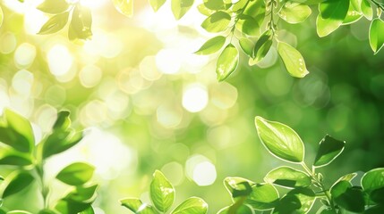 A green leafy tree with a bright sun shining on it. The leaves are full and lush, and the sunlight creates a warm and inviting atmosphere