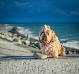 shih tzu dog is sitting on the seashore