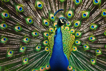 Obraz premium A peacock with its head up and feathers spread out