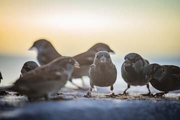sparrow birds on the seashore