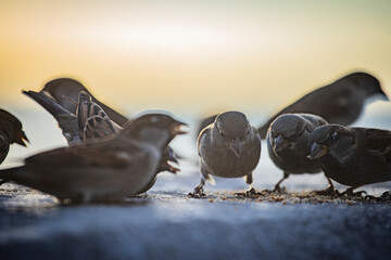 sparrow birds on the seashore