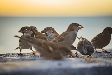 sparrow birds on the seashore