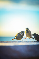 sparrow birds on the seashore