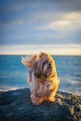 shih tzu dog stands on the seashore
