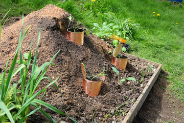 Plant protection and slug defense in organic farming