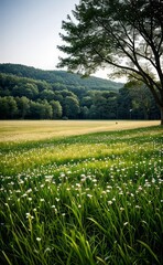 Fototapeta premium green grass meadow outdoor