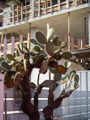 Cactus against the background of a building under construction. Construction in the subtropics.