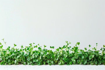 Horizontal white background with lush, dense microgreens underneath. Eco vegan healthy lifestyle bio banner. Generated by artificial intelligence