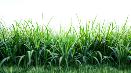 Fototapeta premium green grass isolated on white