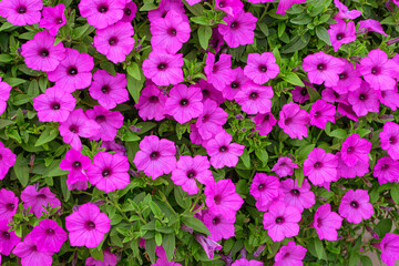 Pink Petunia flower background, purple Petunias in the pot, landscape design, decor. Lush blooming colorful common garden petunias in city park. Wallpaper, backdrop - obrazy, fototapety, plakaty
