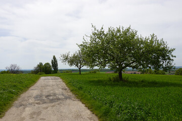 Der Weg in die Natur im Frühling